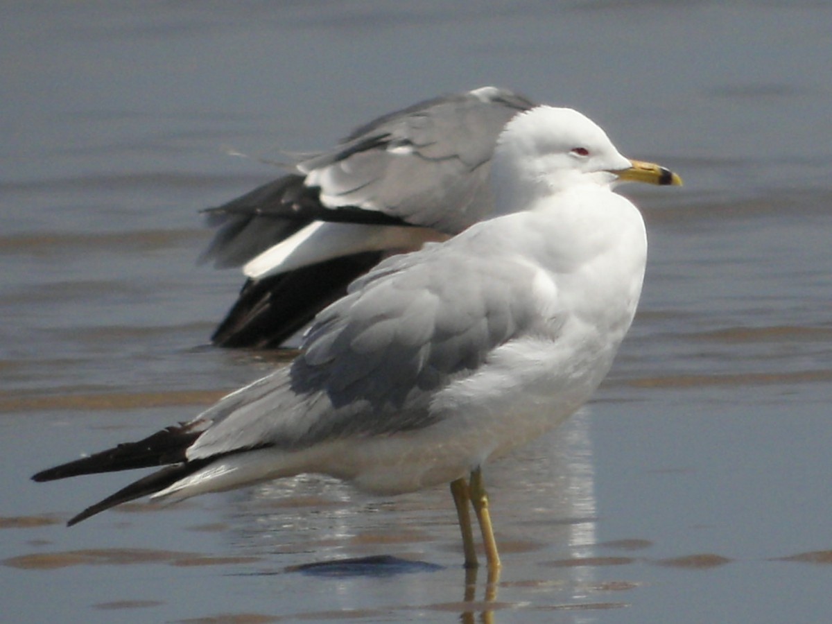 Ring-billed Gull - ML638036342