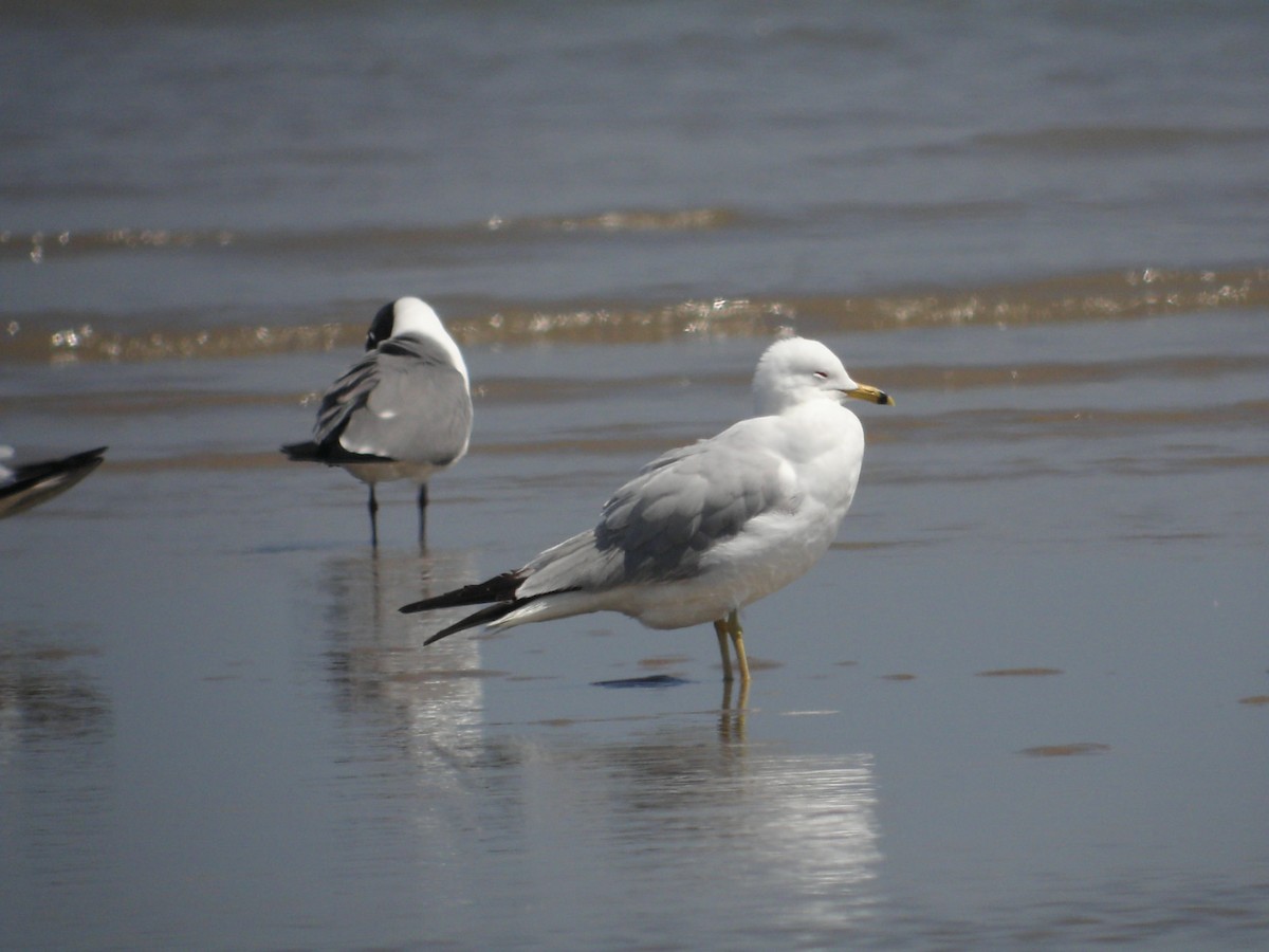 Ring-billed Gull - ML638036350
