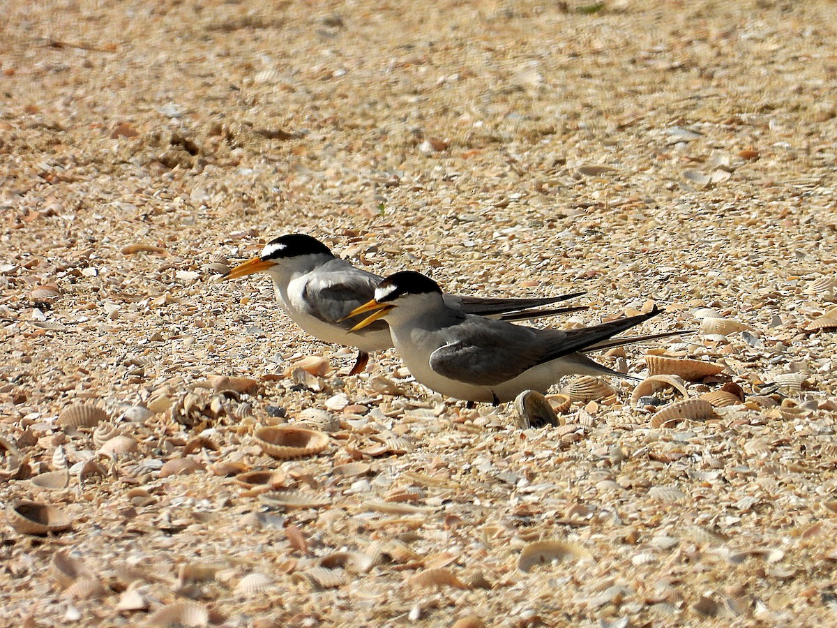 Least Tern - ML638036352