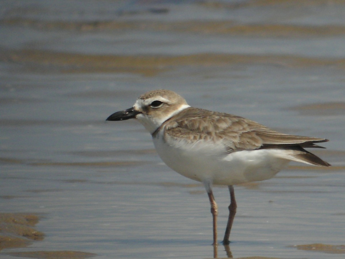 Wilson's Plover - ML638036369