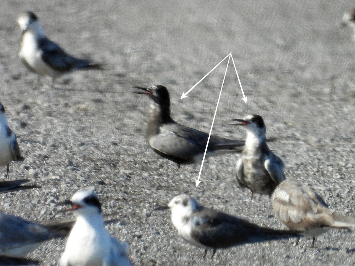 Black Tern - ML638036379
