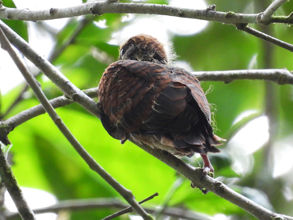 Little Cuckoo-Dove - ML638036422