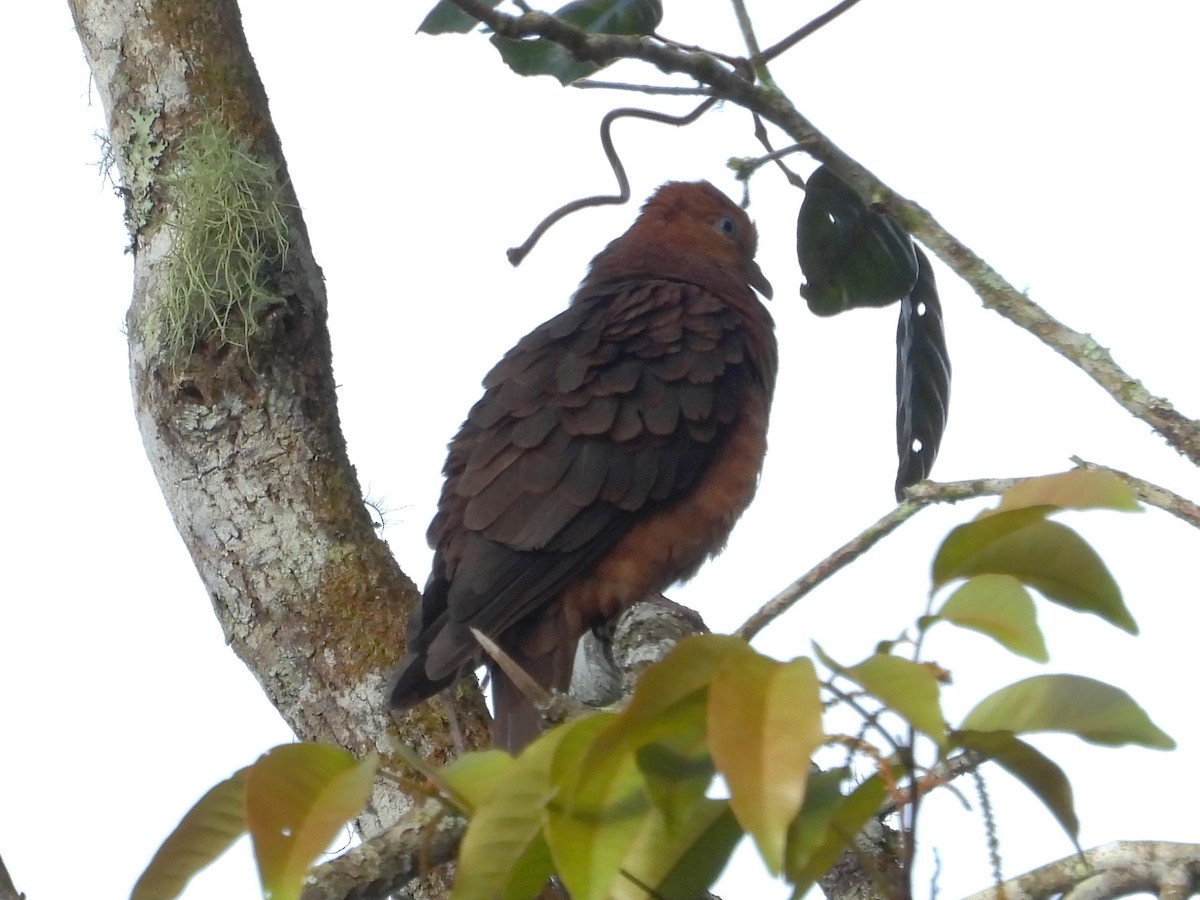Little Cuckoo-Dove - ML638036423