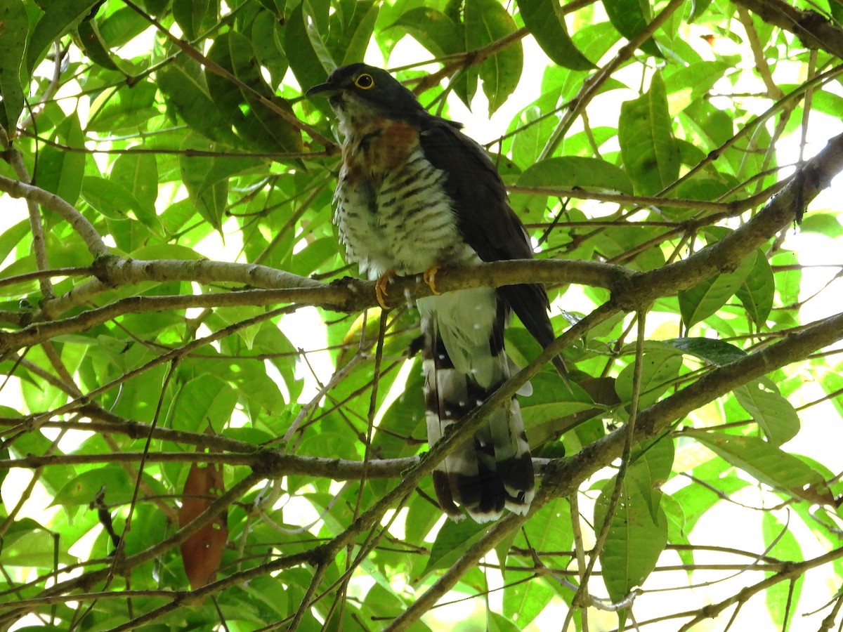 Dark Hawk-Cuckoo - ML638036440