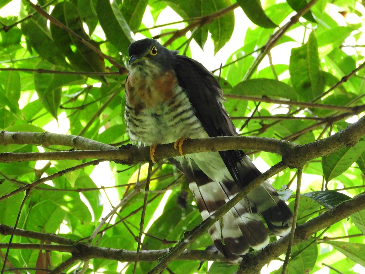 Dark Hawk-Cuckoo - ML638036441