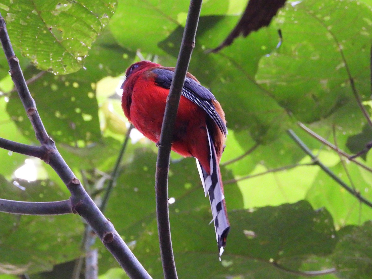 Red-headed Trogon - ML638036484