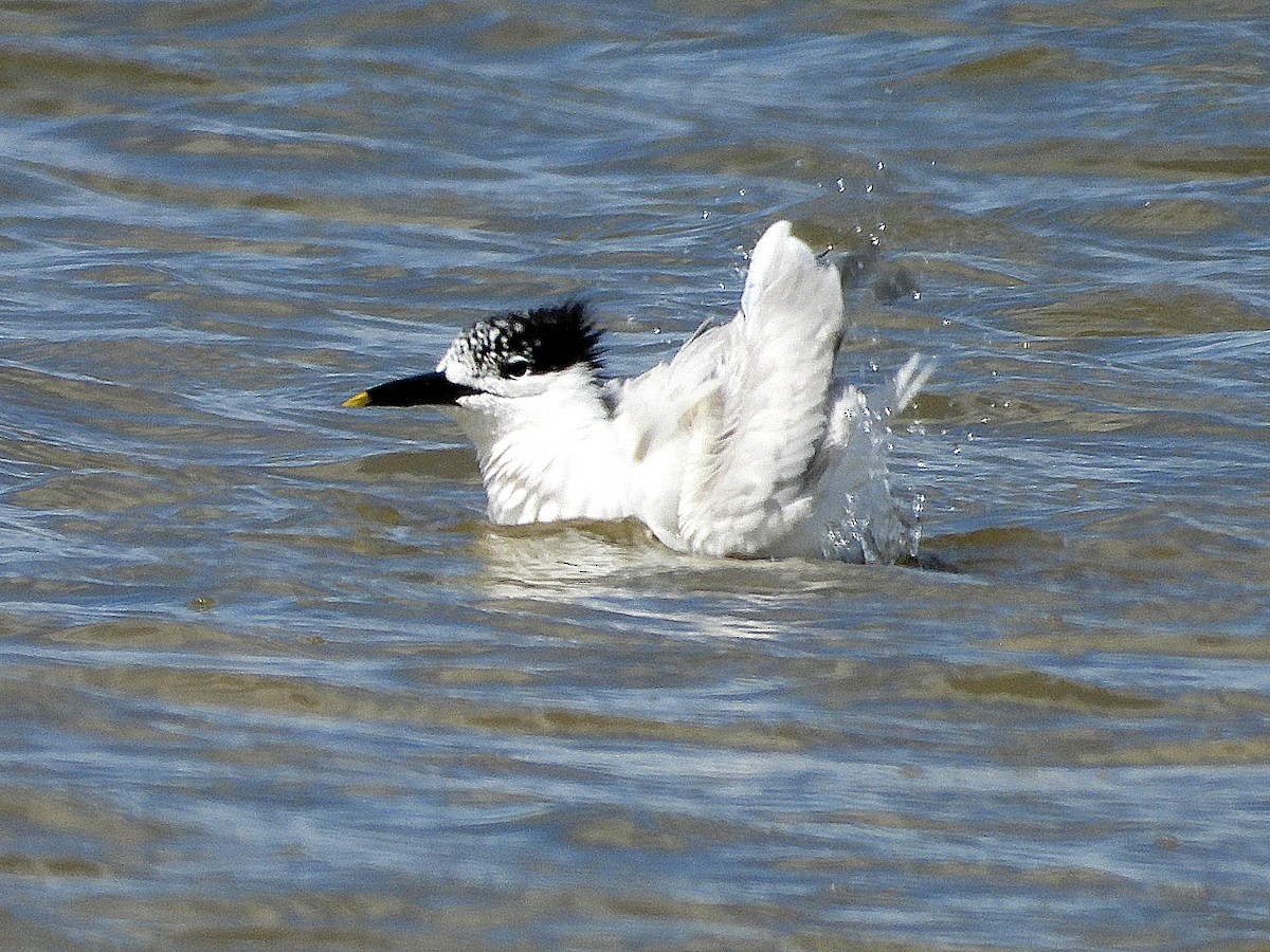 Sandwich Tern - ML638036489