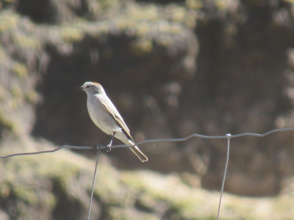Rufous-naped Ground-Tyrant - ML638036492