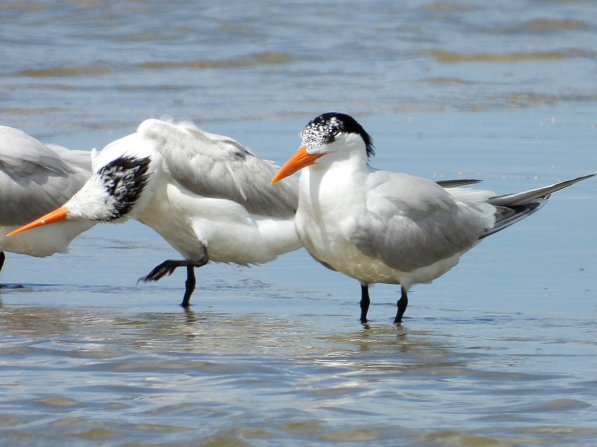 Royal Tern - ML638036512