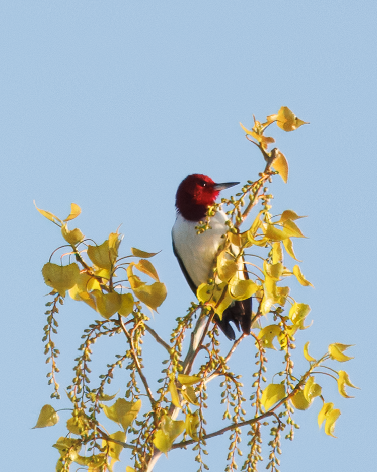 Red-headed Woodpecker - ML638036513