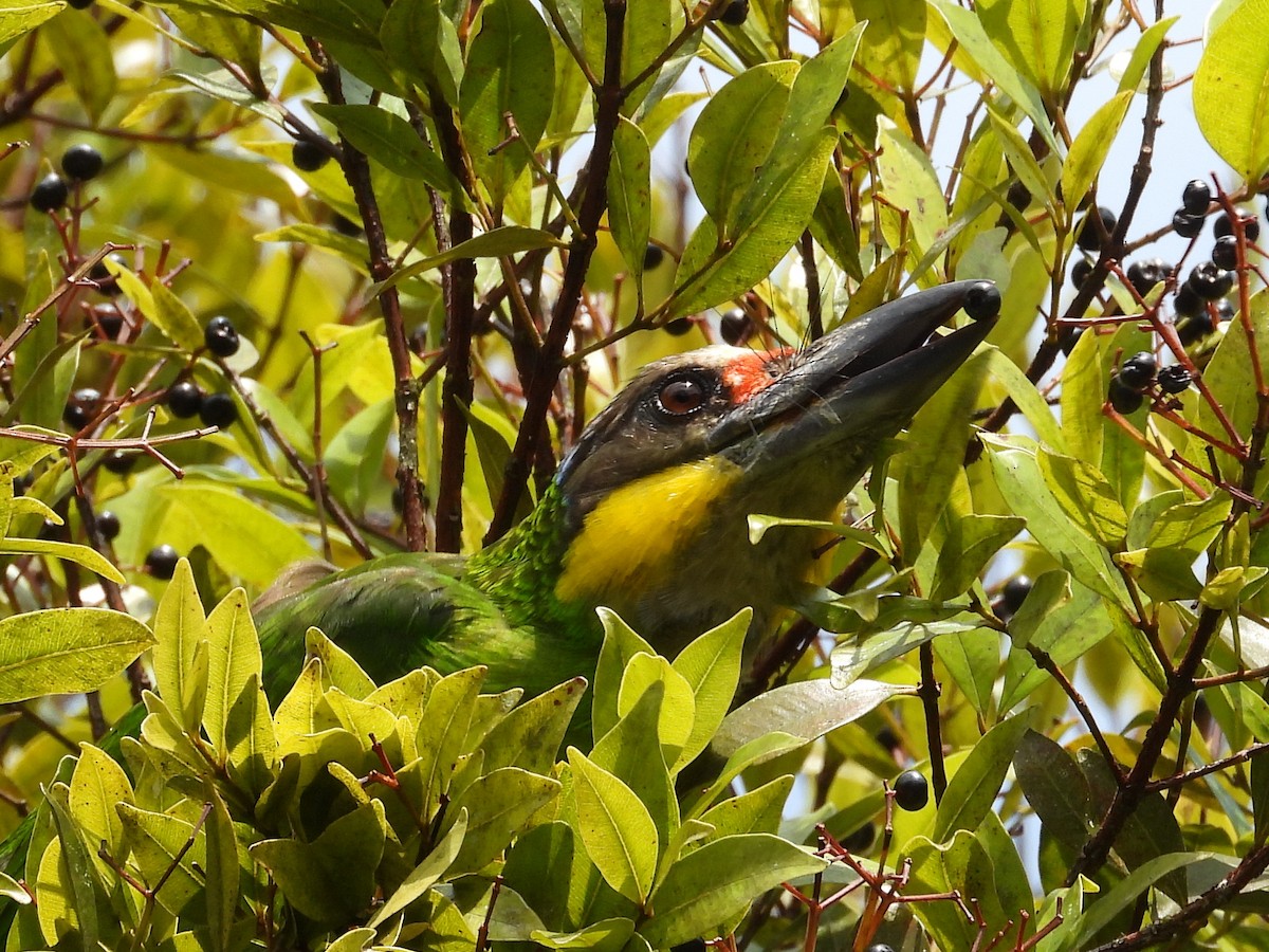 Gold-whiskered Barbet - ML638036518