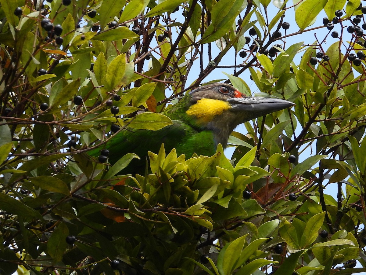 Gold-whiskered Barbet - ML638036519
