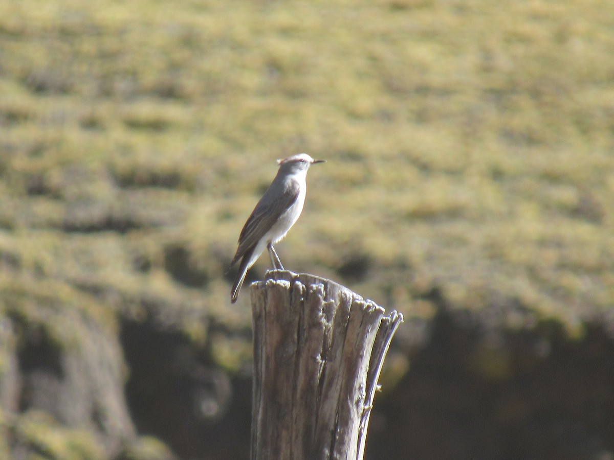 Rufous-naped Ground-Tyrant - ML638036523