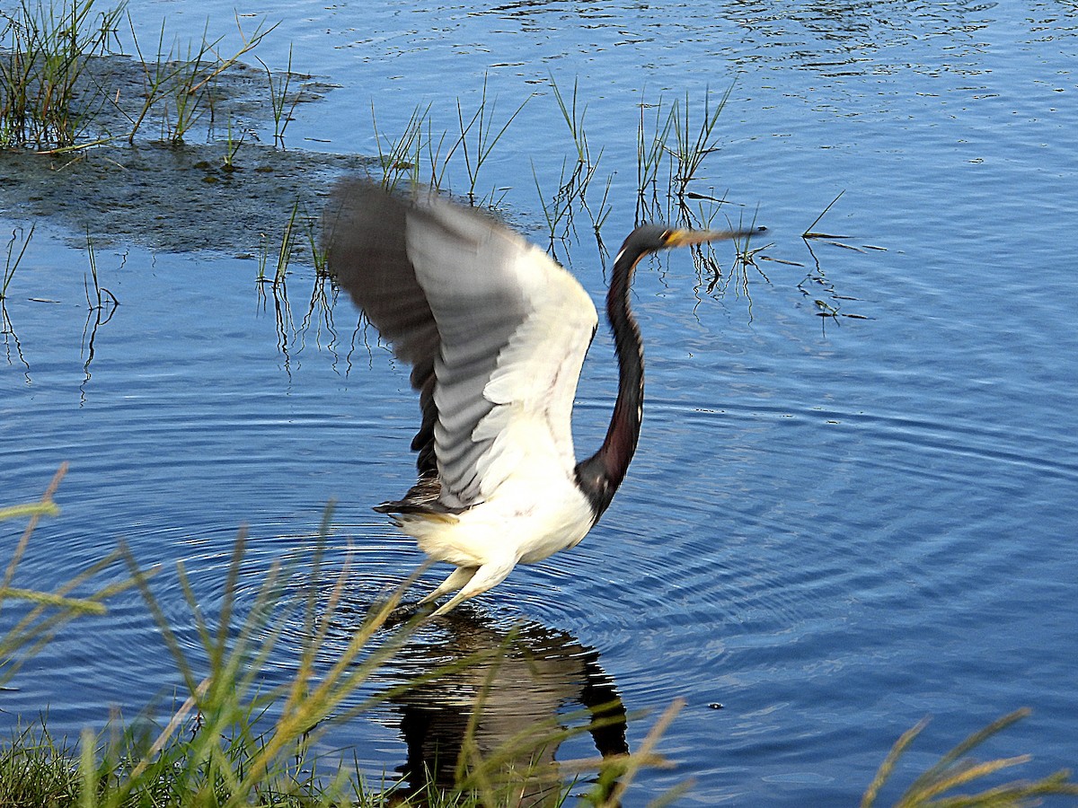 Tricolored Heron - ML638036526