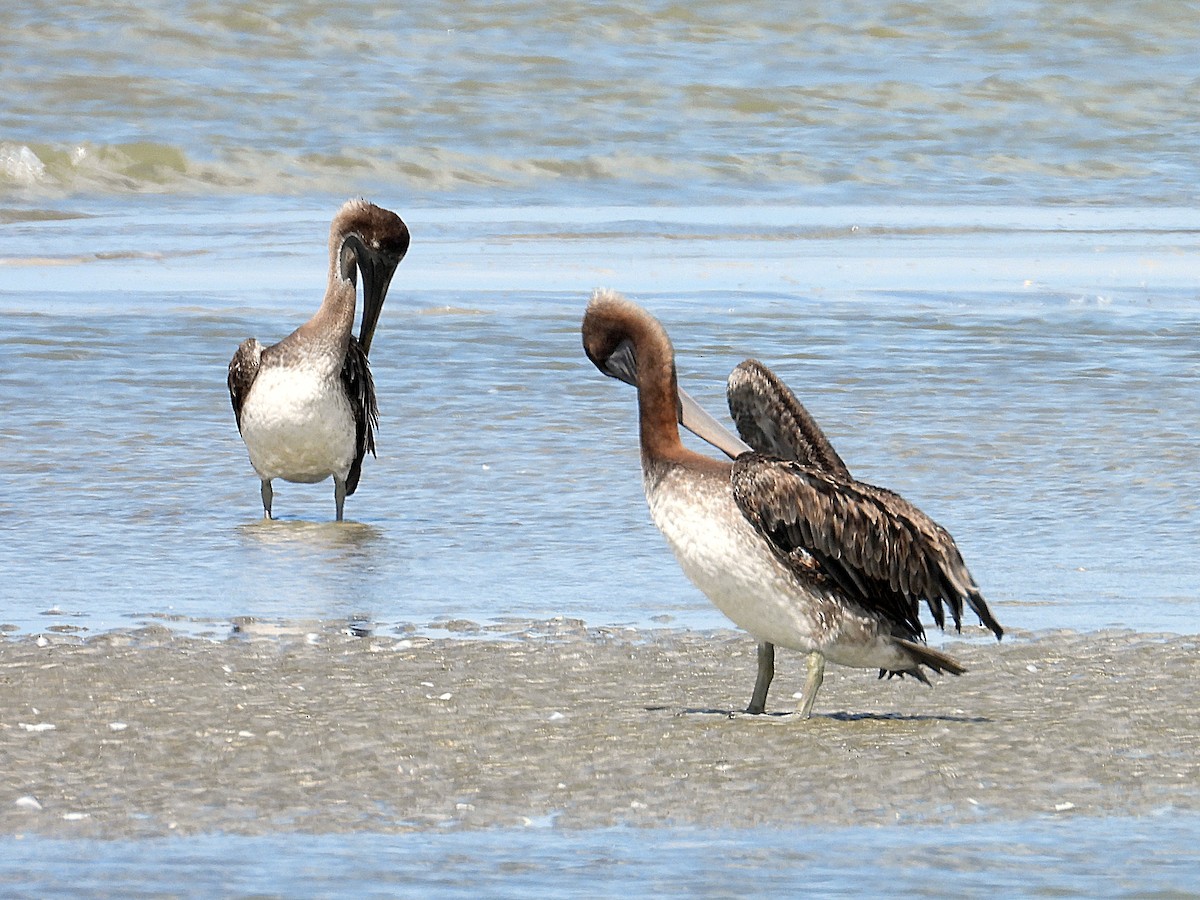 Brown Pelican - ML638036557