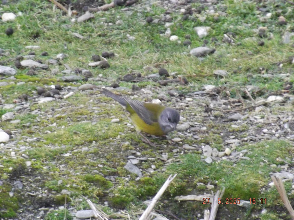 Patagonian Sierra Finch - ML638036570
