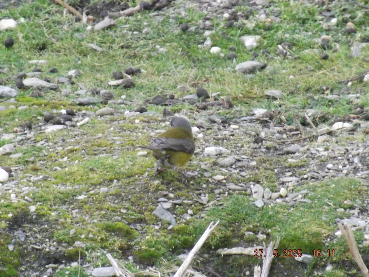 Patagonian Sierra Finch - ML638036571