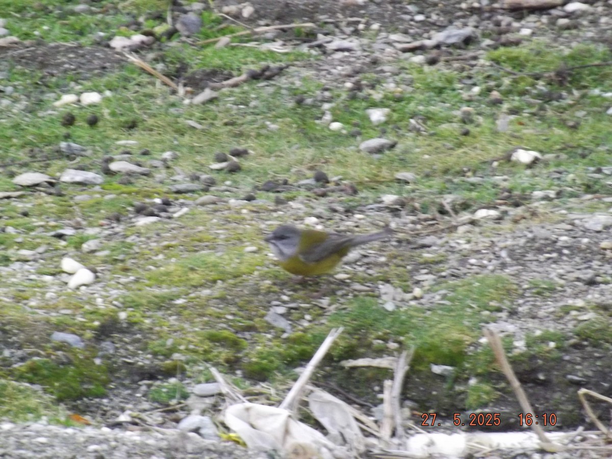 Patagonian Sierra Finch - ML638036572