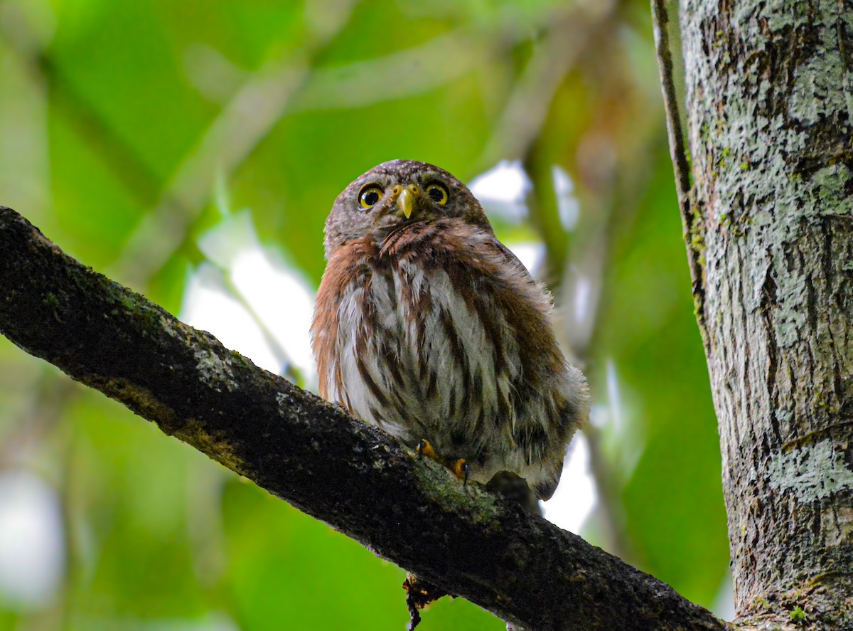 Central American Pygmy-Owl - ML638036576