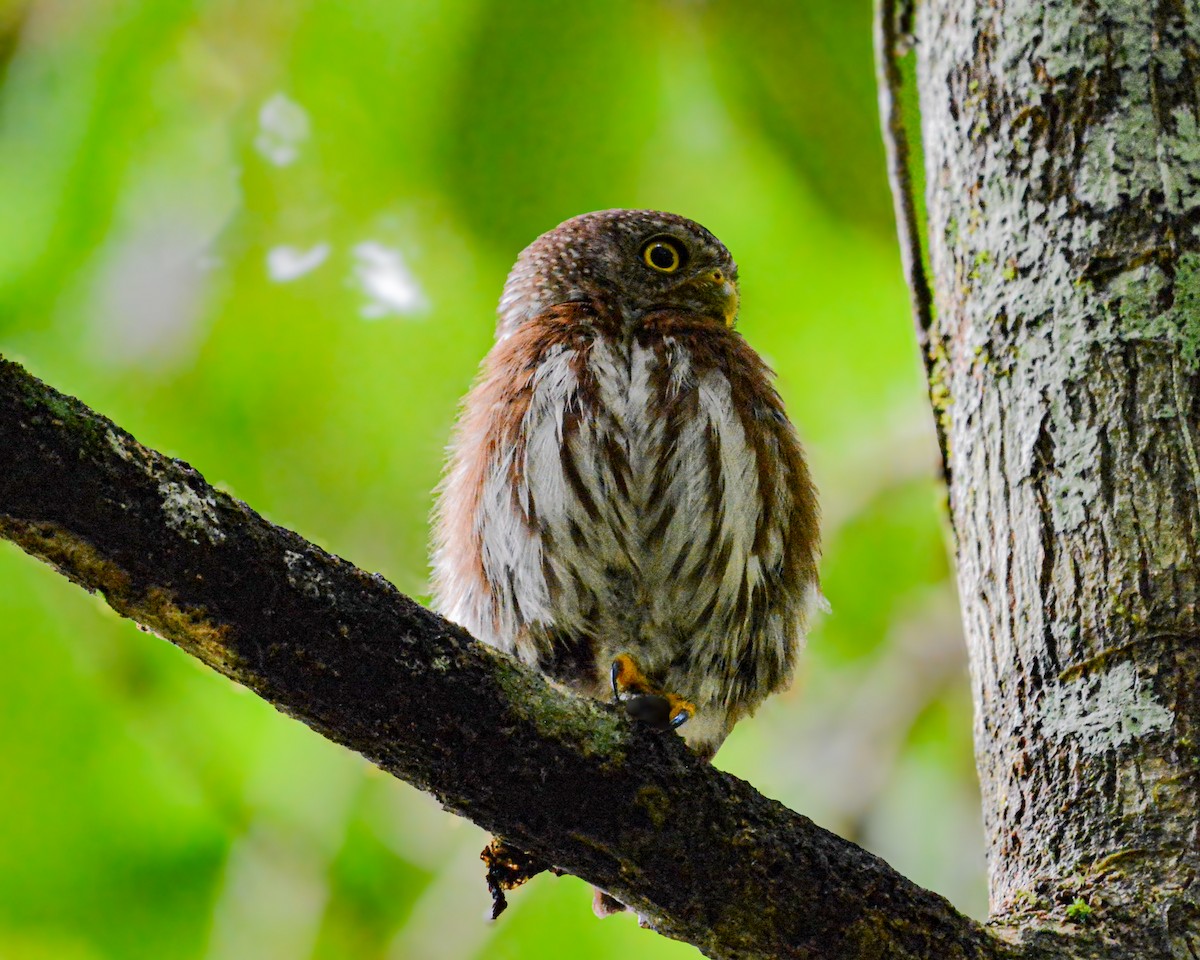 Central American Pygmy-Owl - ML638036577