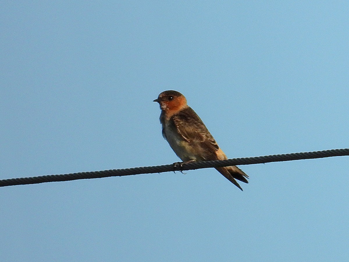 Cliff Swallow - ML638036584