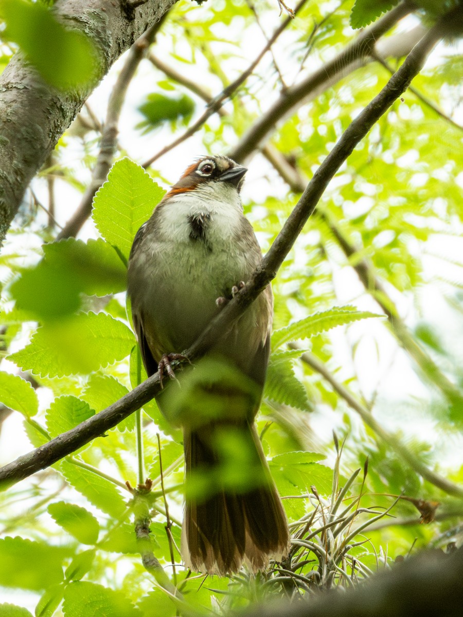 Rusty-crowned Ground-Sparrow - ML638036590