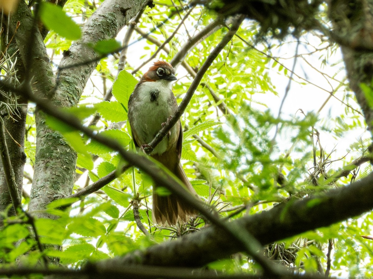 Rusty-crowned Ground-Sparrow - ML638036591