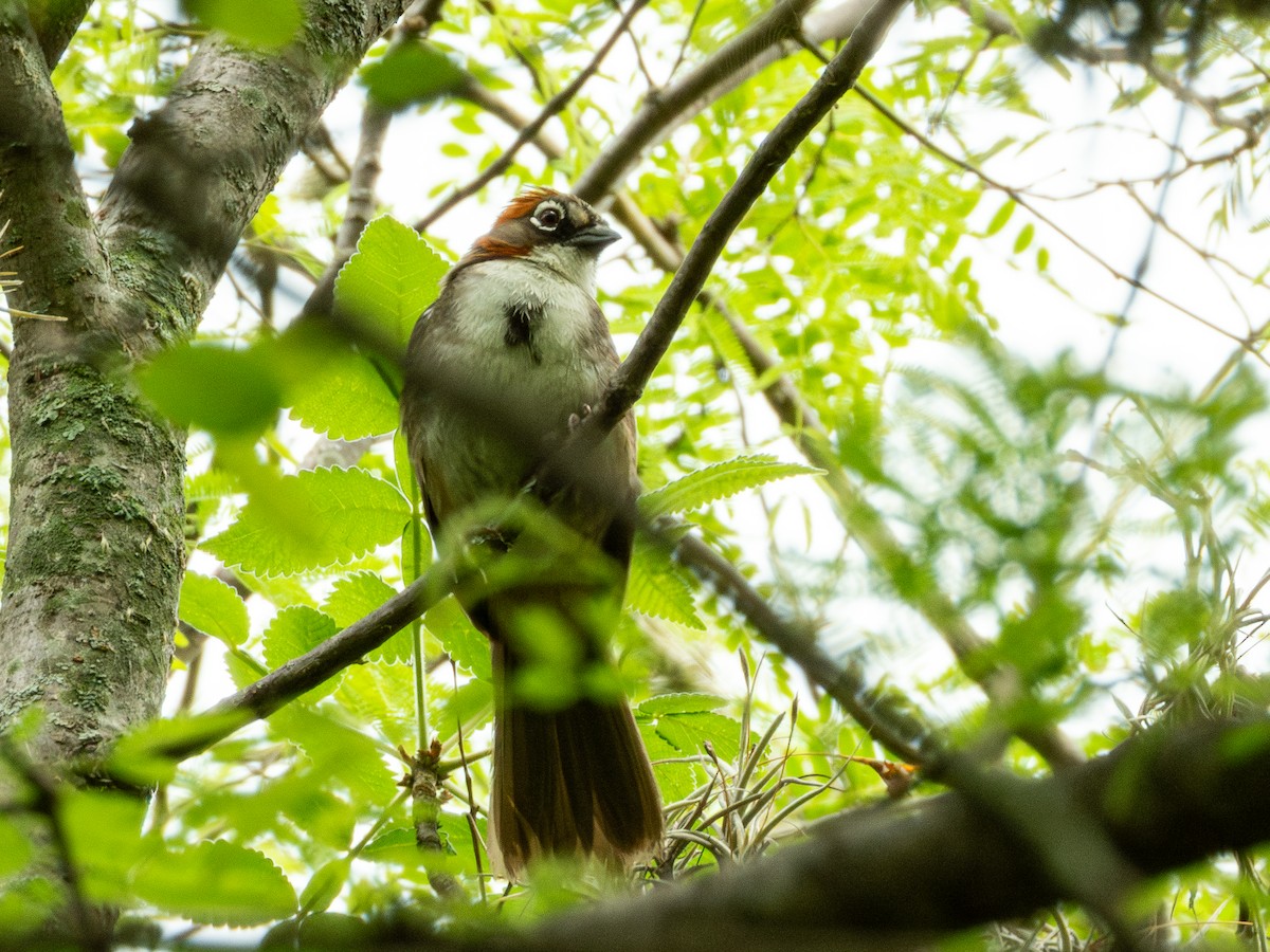 Rusty-crowned Ground-Sparrow - ML638036594