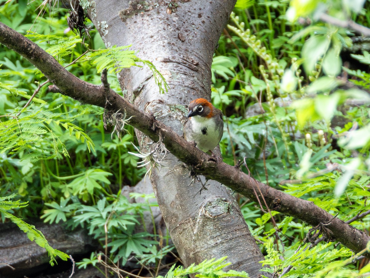 Rusty-crowned Ground-Sparrow - ML638036595