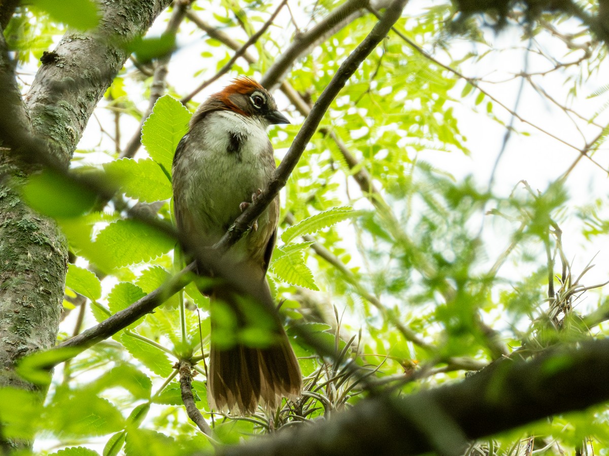 Rusty-crowned Ground-Sparrow - ML638036596
