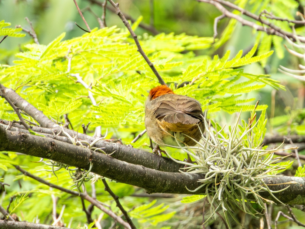 Rusty-crowned Ground-Sparrow - ML638036597