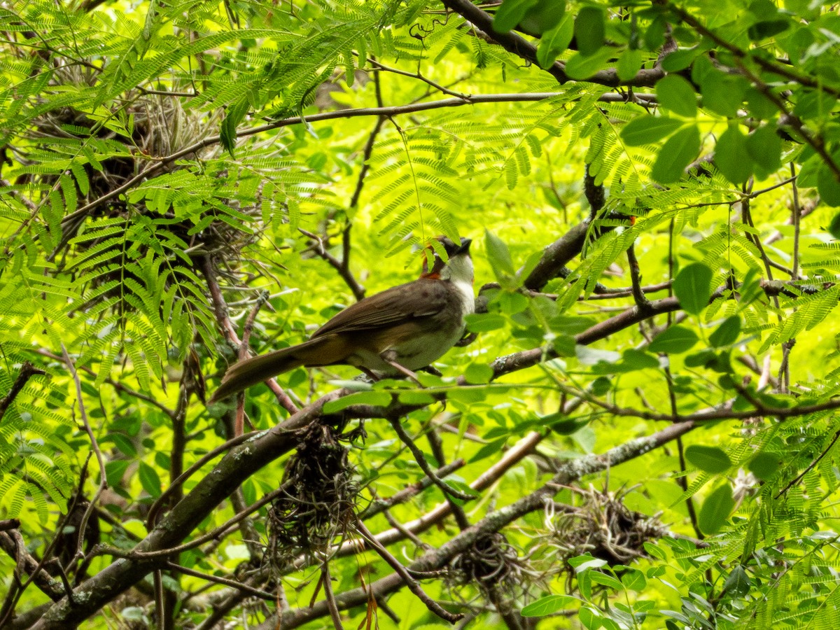 Rusty-crowned Ground-Sparrow - ML638036605