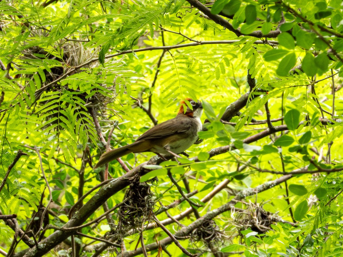 Rusty-crowned Ground-Sparrow - ML638036606