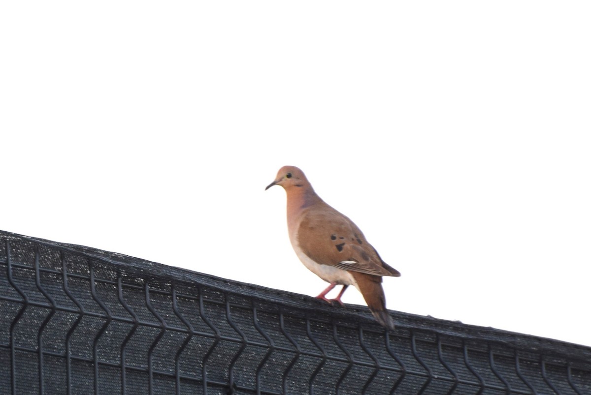 Zenaida Dove - ML638036608
