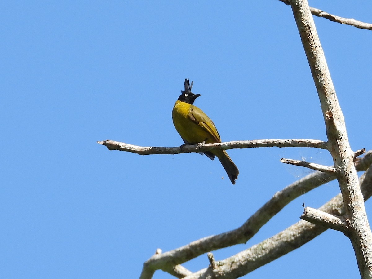 Bulbul à huppe noire - ML638036620