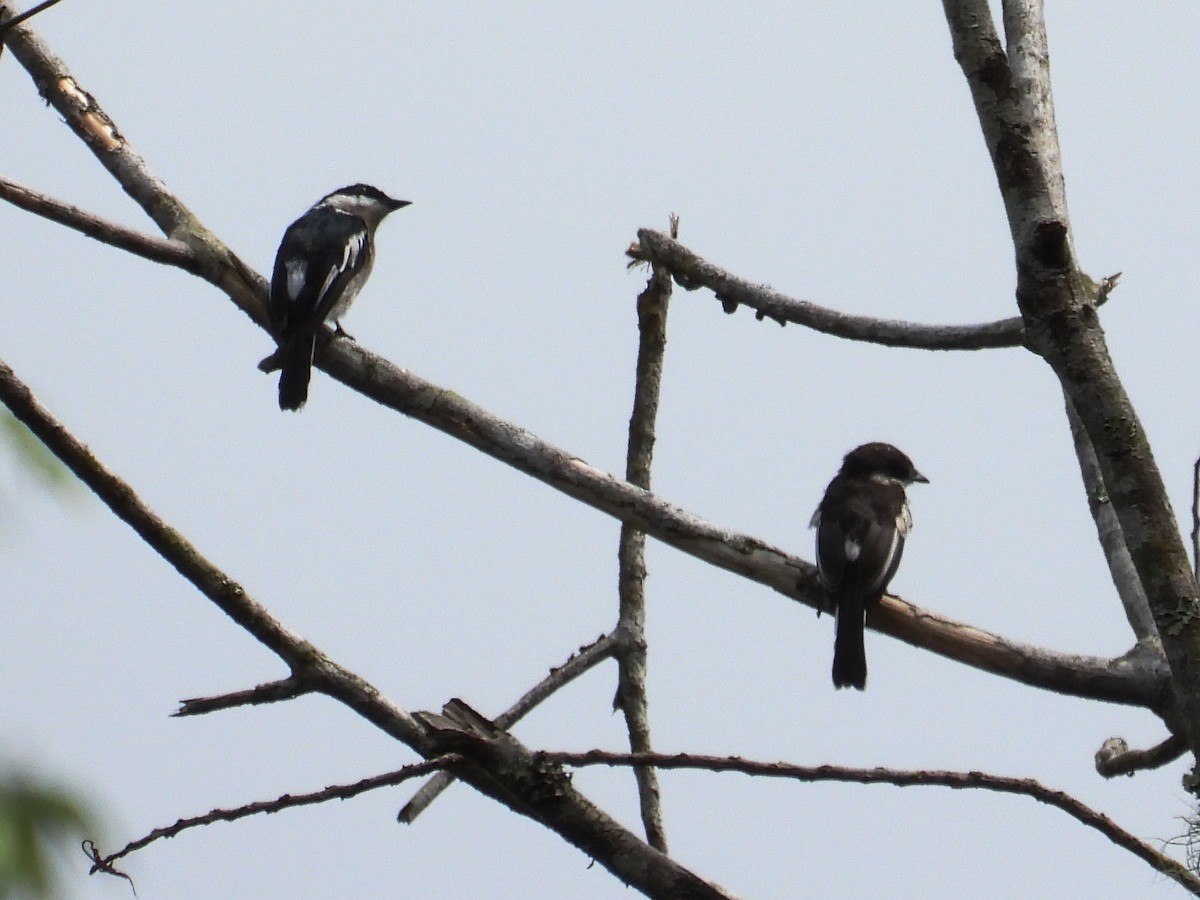 Bar-winged Flycatcher-shrike - ML638036627