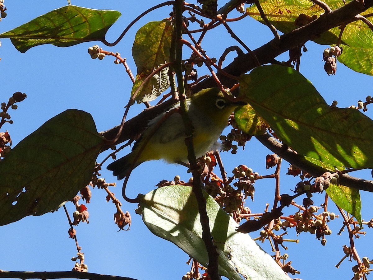 Hume's White-eye - ML638036638