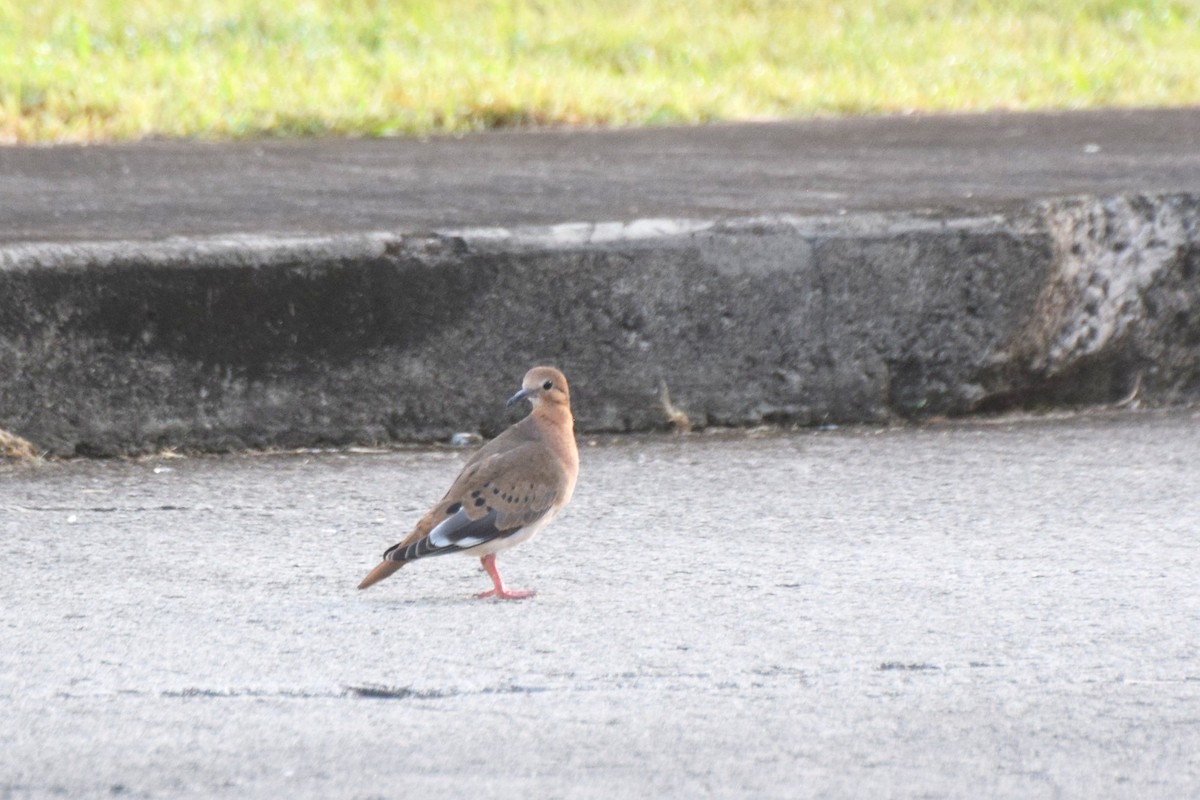 Zenaida Dove - ML638036646