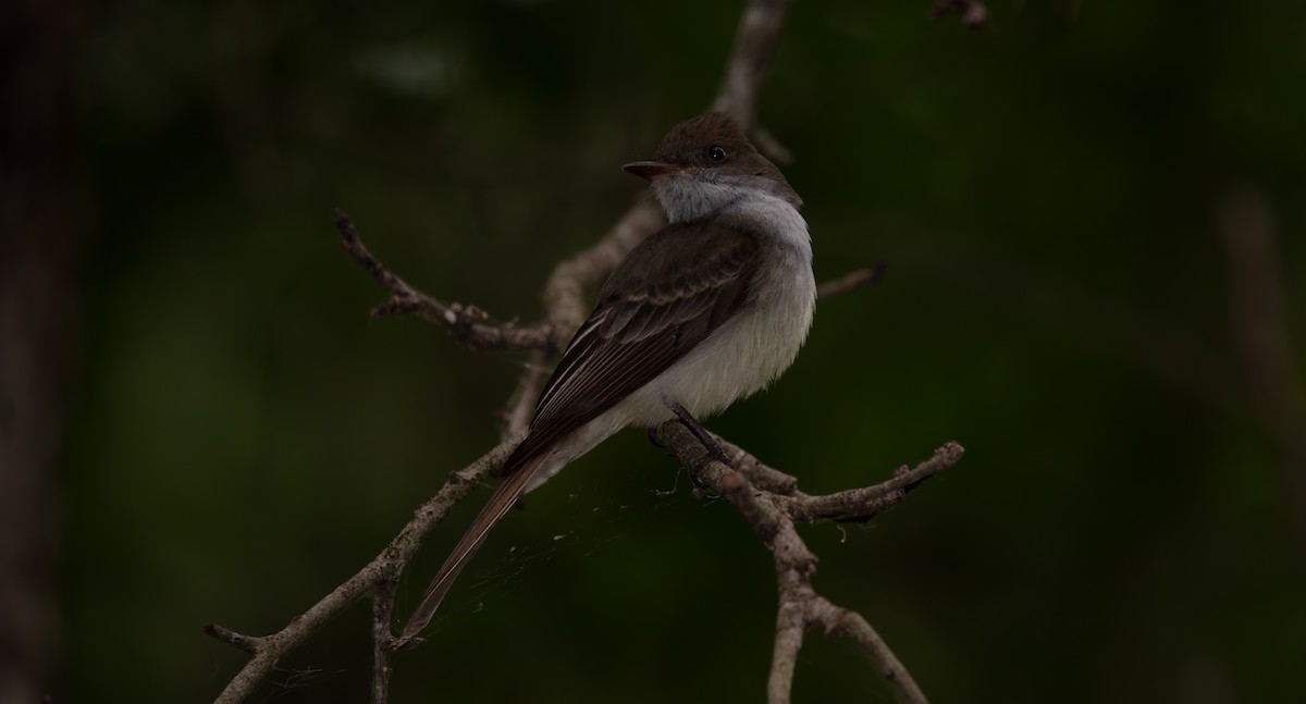 Swainson's Flycatcher - ML638036657