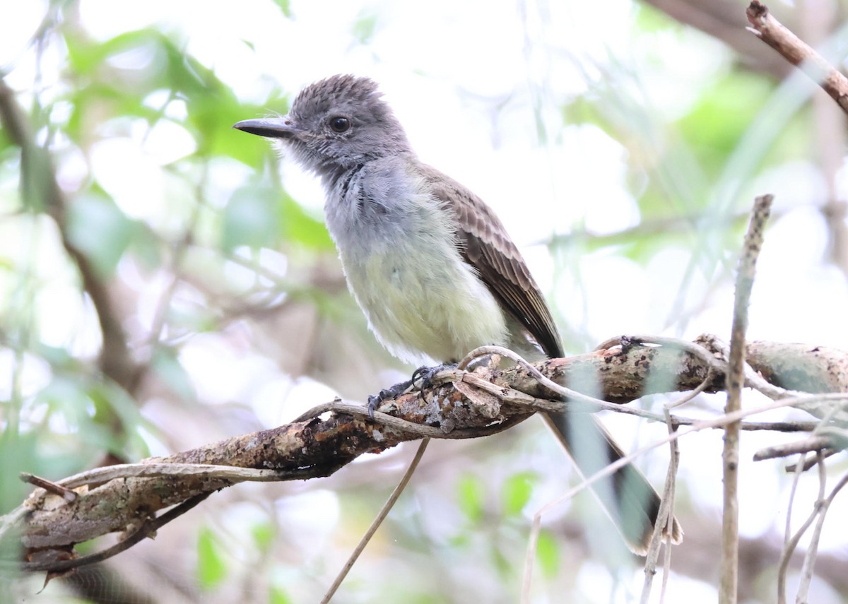 Panama Flycatcher - ML638036674