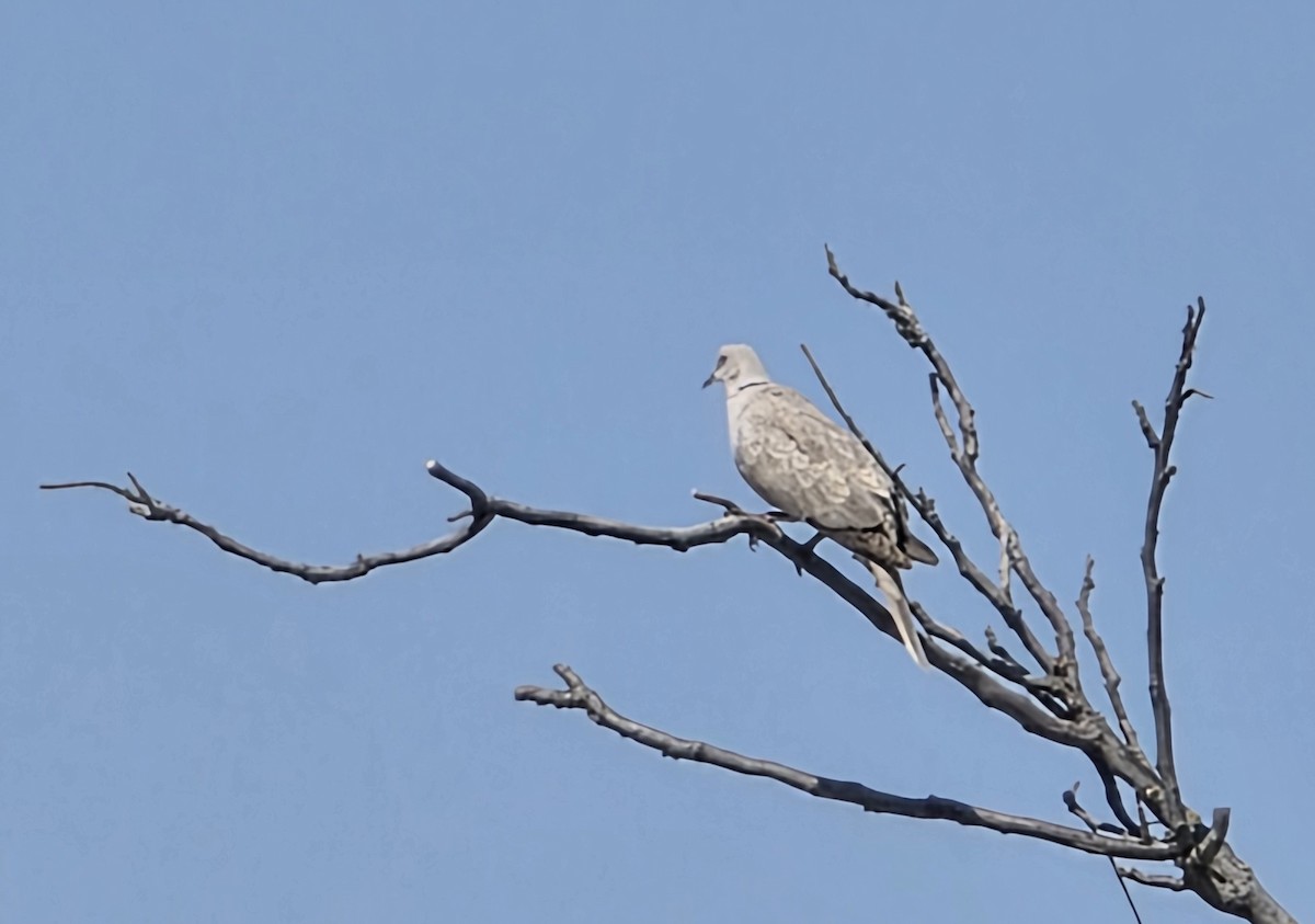 Tórtola Turca - ML638036684