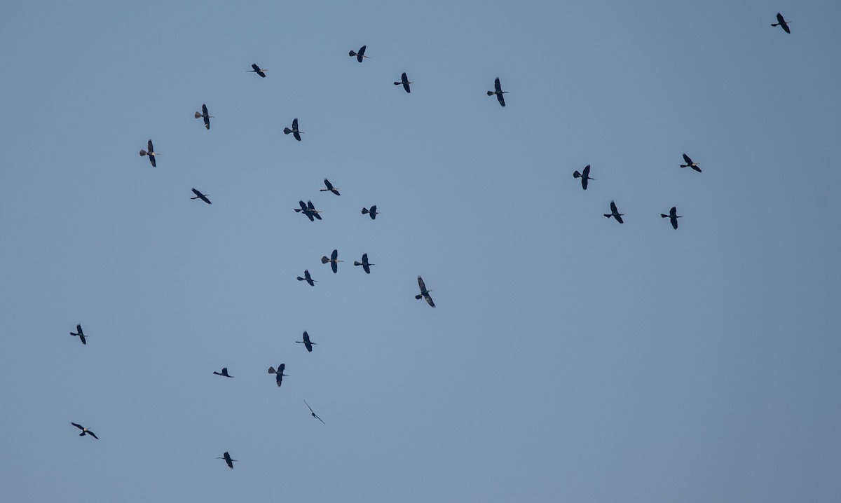 Anhinga - ML638036696