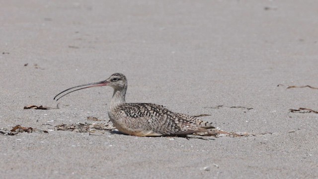 Rostbrachvogel - ML638036697