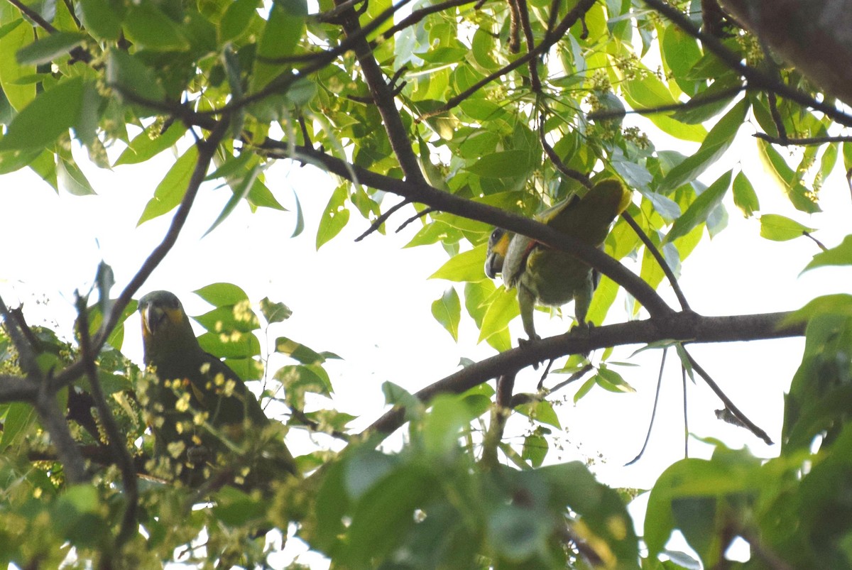 Orange-winged Amazon - ML638036735