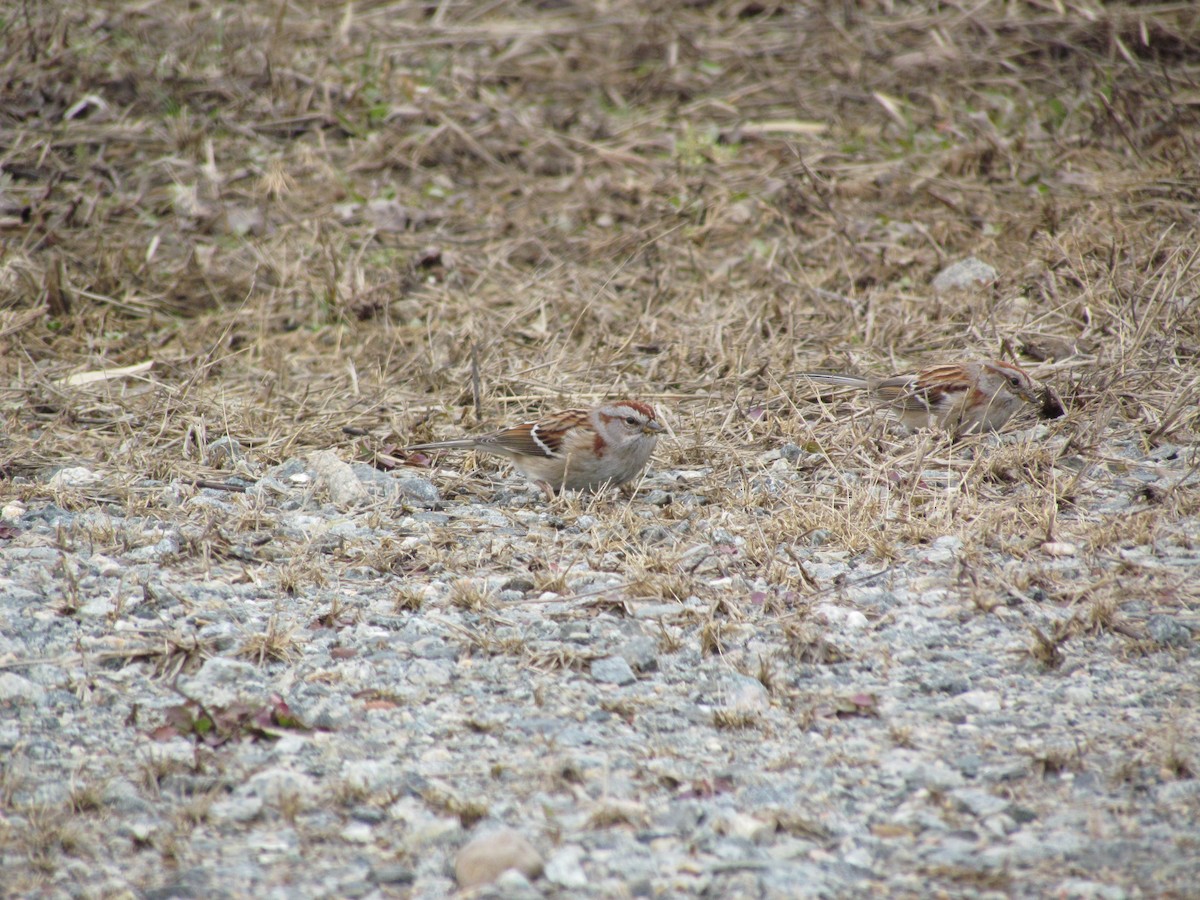 American Tree Sparrow - ML638036743