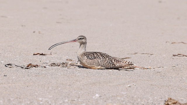 Rostbrachvogel - ML638036770
