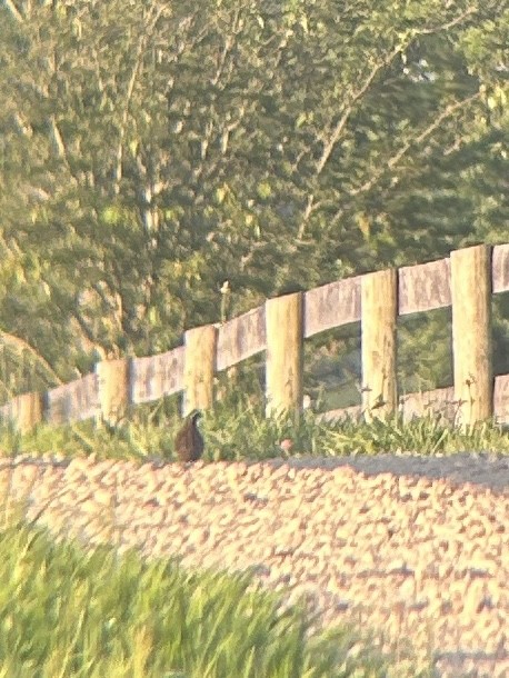 Northern Bobwhite - ML638036785
