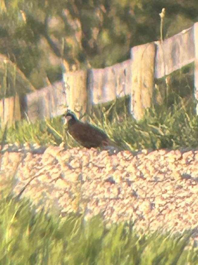 Northern Bobwhite - ML638036786