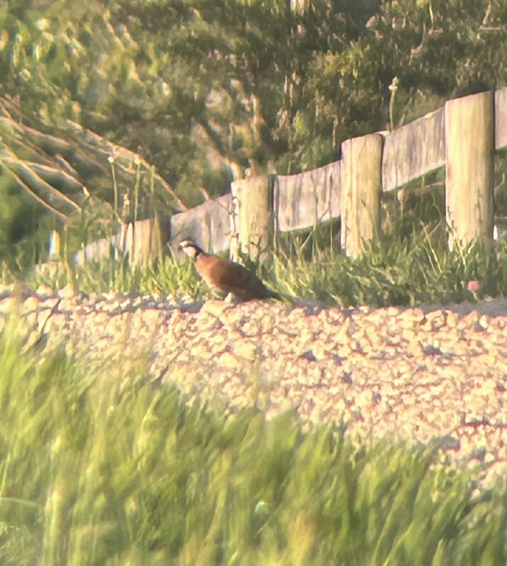 Northern Bobwhite - ML638036787