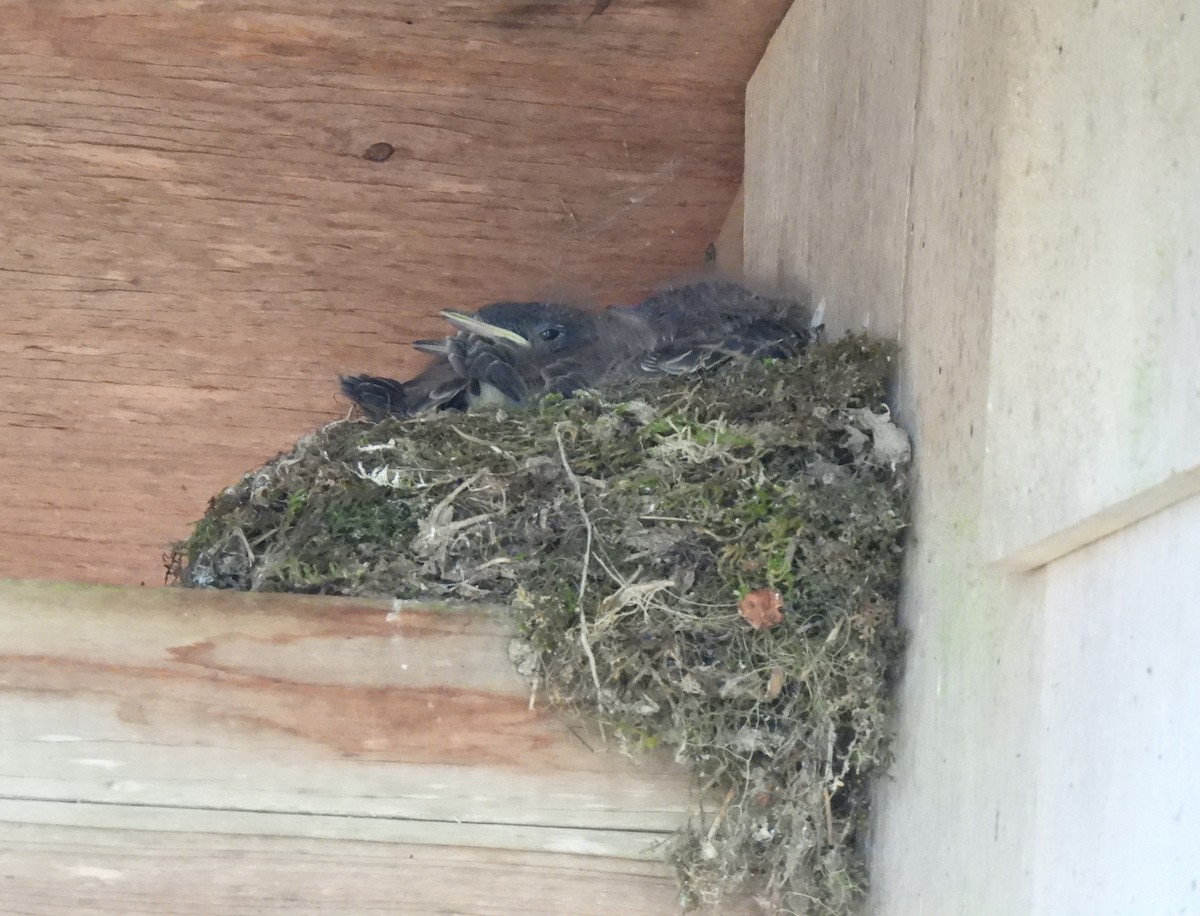 Eastern Phoebe - ML638036796